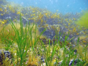 Z marina Sweden Mats Bjork-1